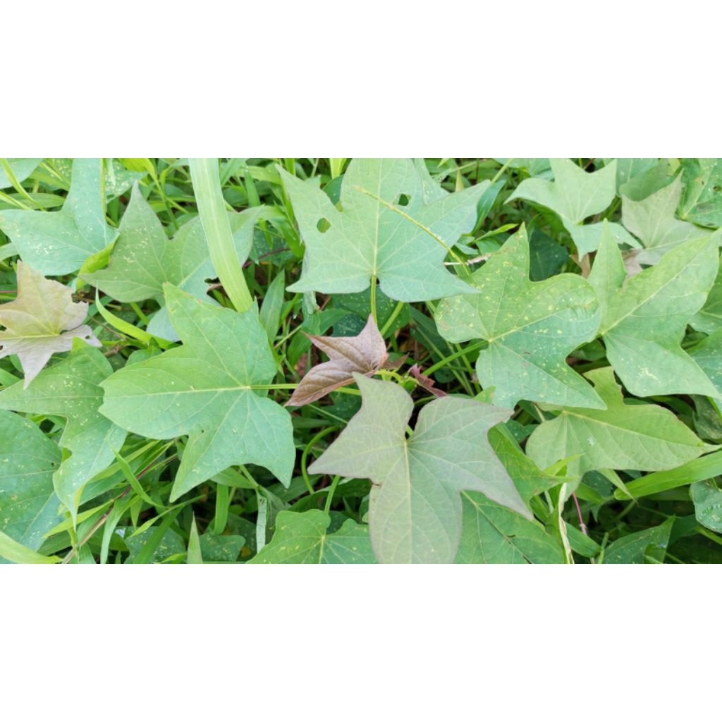 Stek Pohon Ubi Jepang Satsumaimo