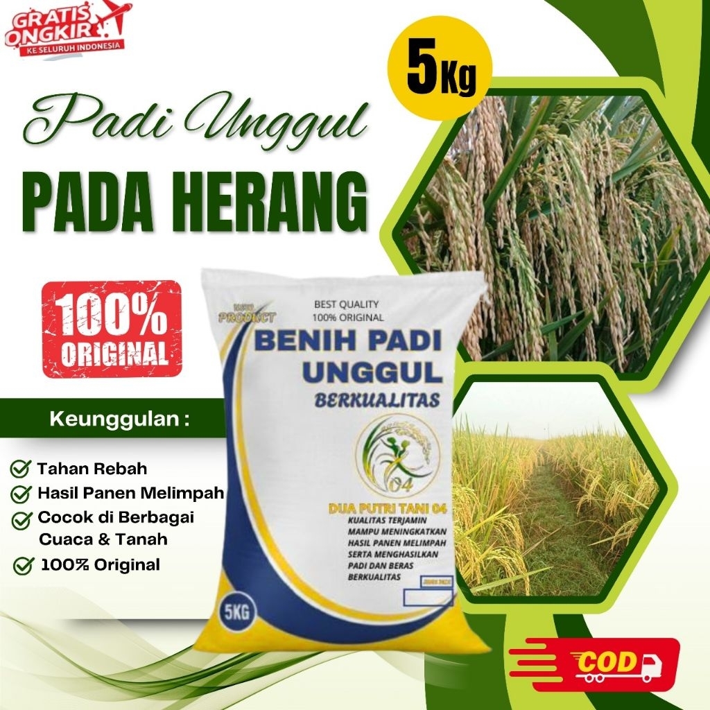 BIBIT PADI PADAHERANG KEMASAN 5KG