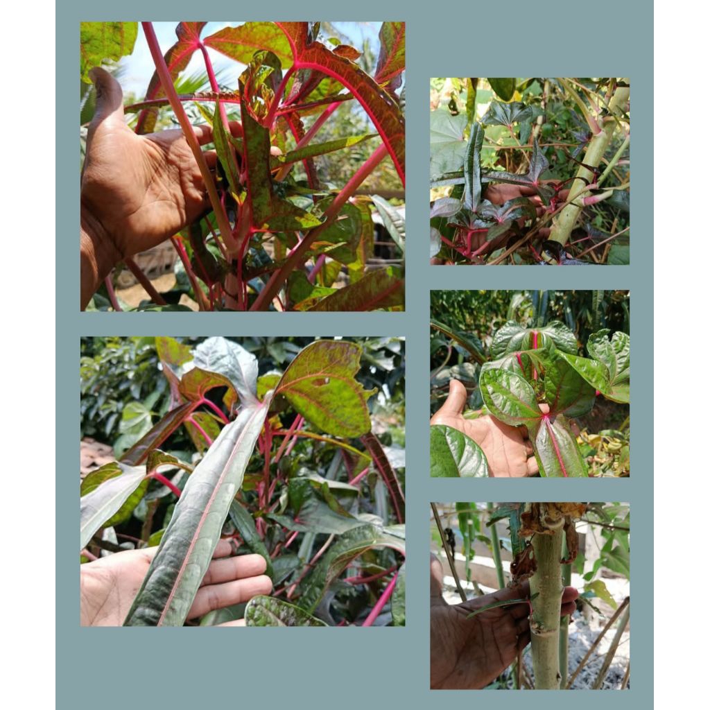 Bibit Singkong Papua Cendrawasih Pringsewu Lampung/Daun Gedi Merah Abelmoschus Cendrawasih