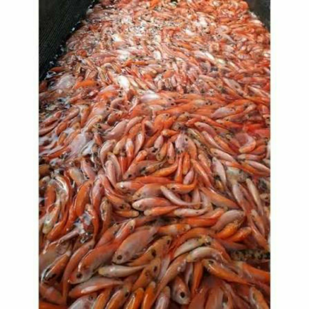 benih bibit ikan nila merah nila gift
