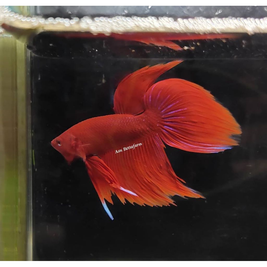 Cup4ng veil tail super red J4ntan