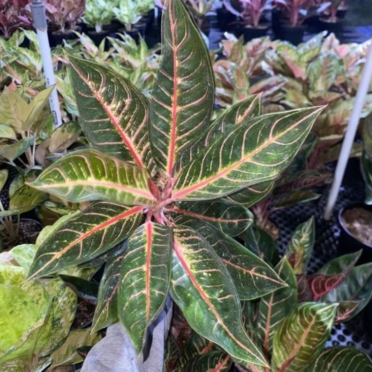 Red Sumetera ukuran baby 3-5 daun. tanaman hias aglonema red sumatera