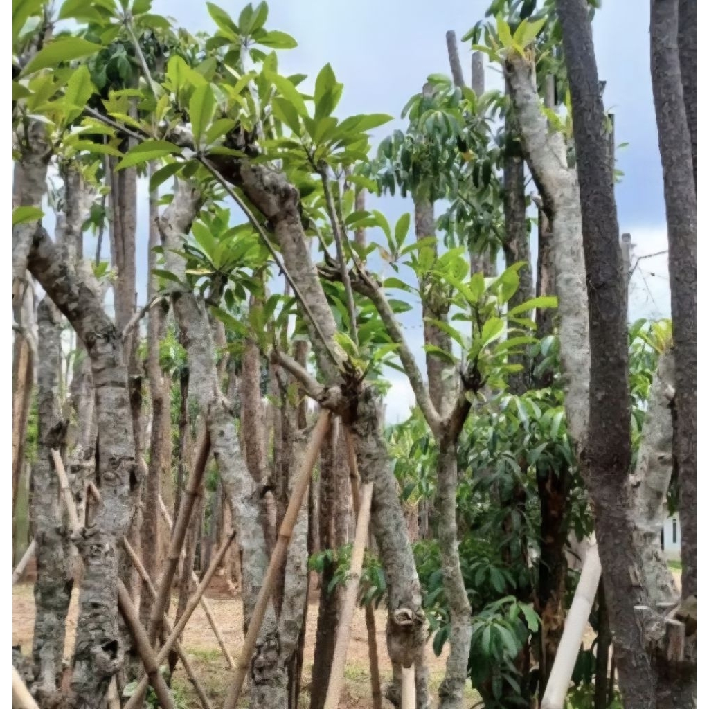 Tanaman Hias Kamboja Pohon Bunga Kamboja Besar