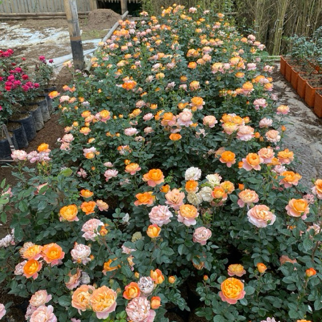 Tanaman Bunga Mawar Jenis Semak