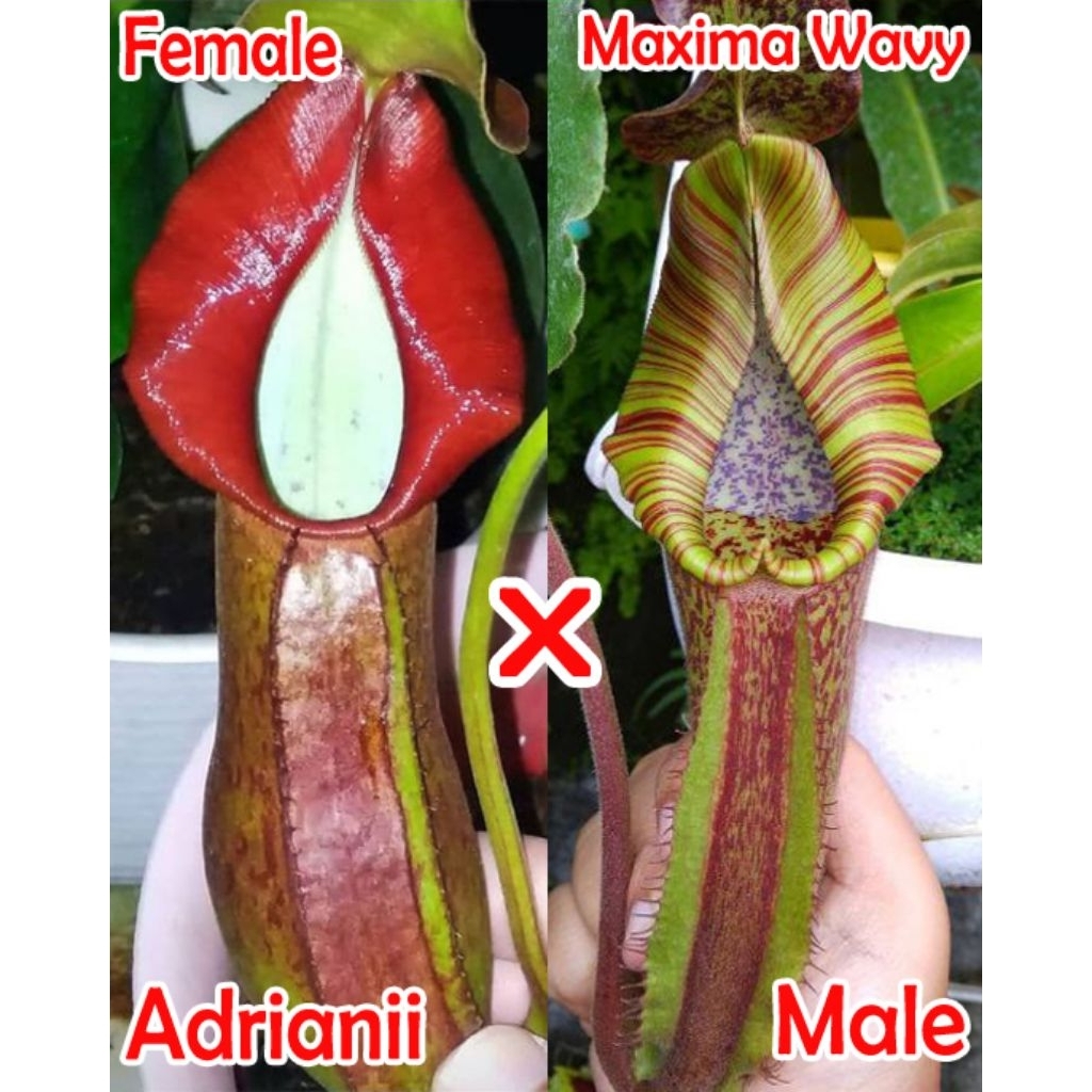 Nepenthes Adrianii x Maxima Wavy