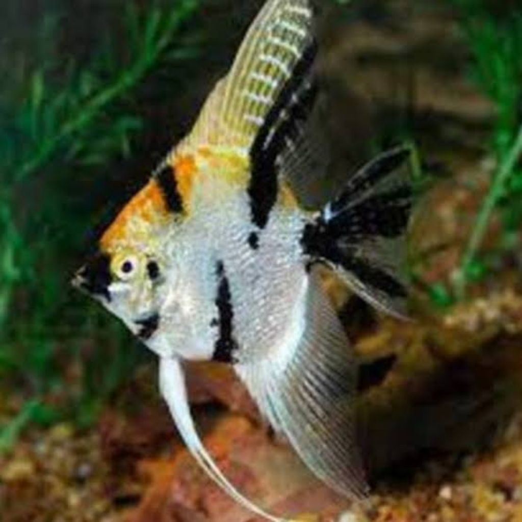 ikan hias manfish tri collor indukan