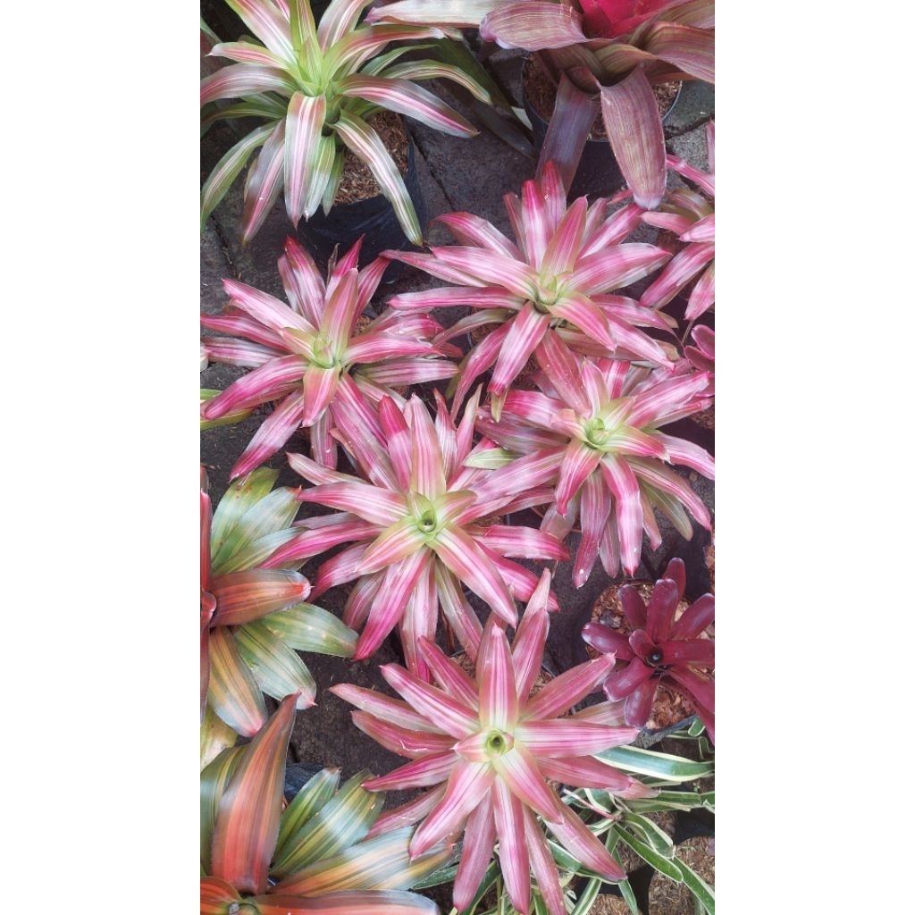 Bromelia Tricolor
