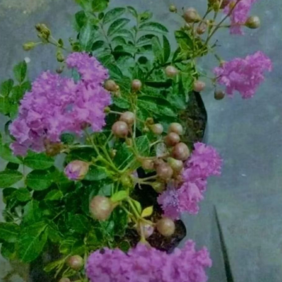 BIBIT TANAMAN BUNGA SAKURA MIKRO