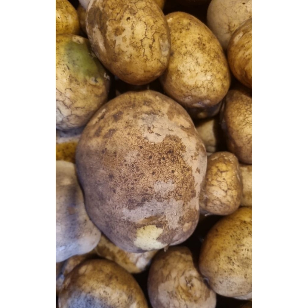 Kentang Dieng 1000 gram / Kentang dieng 1 Kg