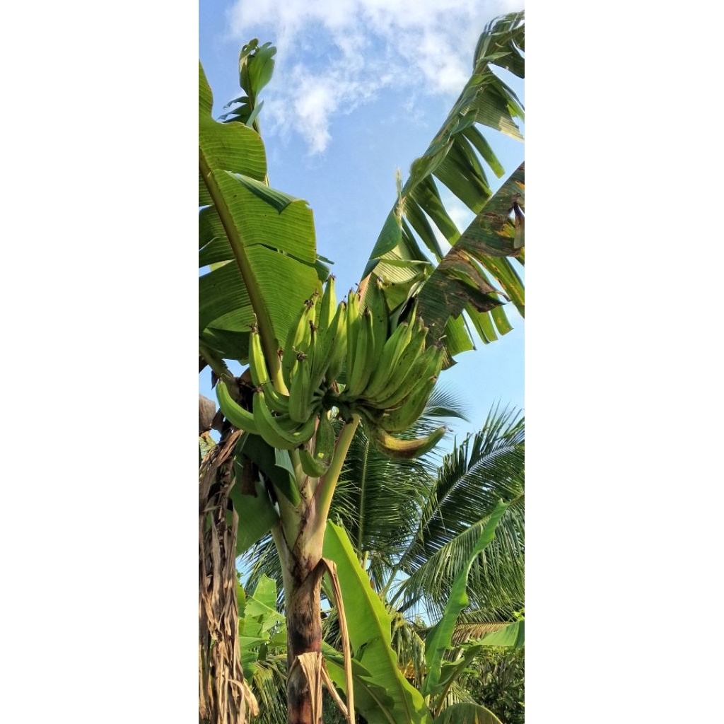 Pisang tanduk tua fresh siap matang murah