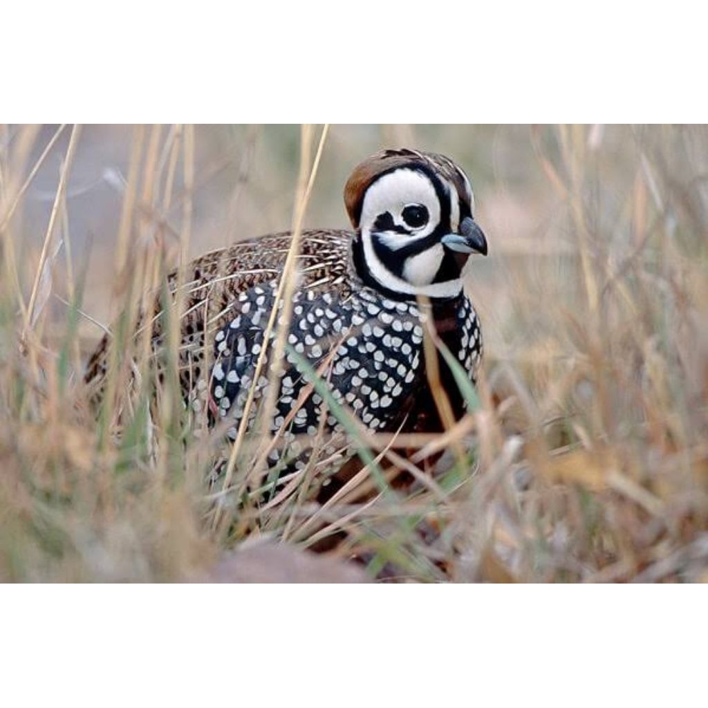 Puyuh Montezuma Dewasa – Puyuh Hias Unik, Warna Cantik & Suara Unik