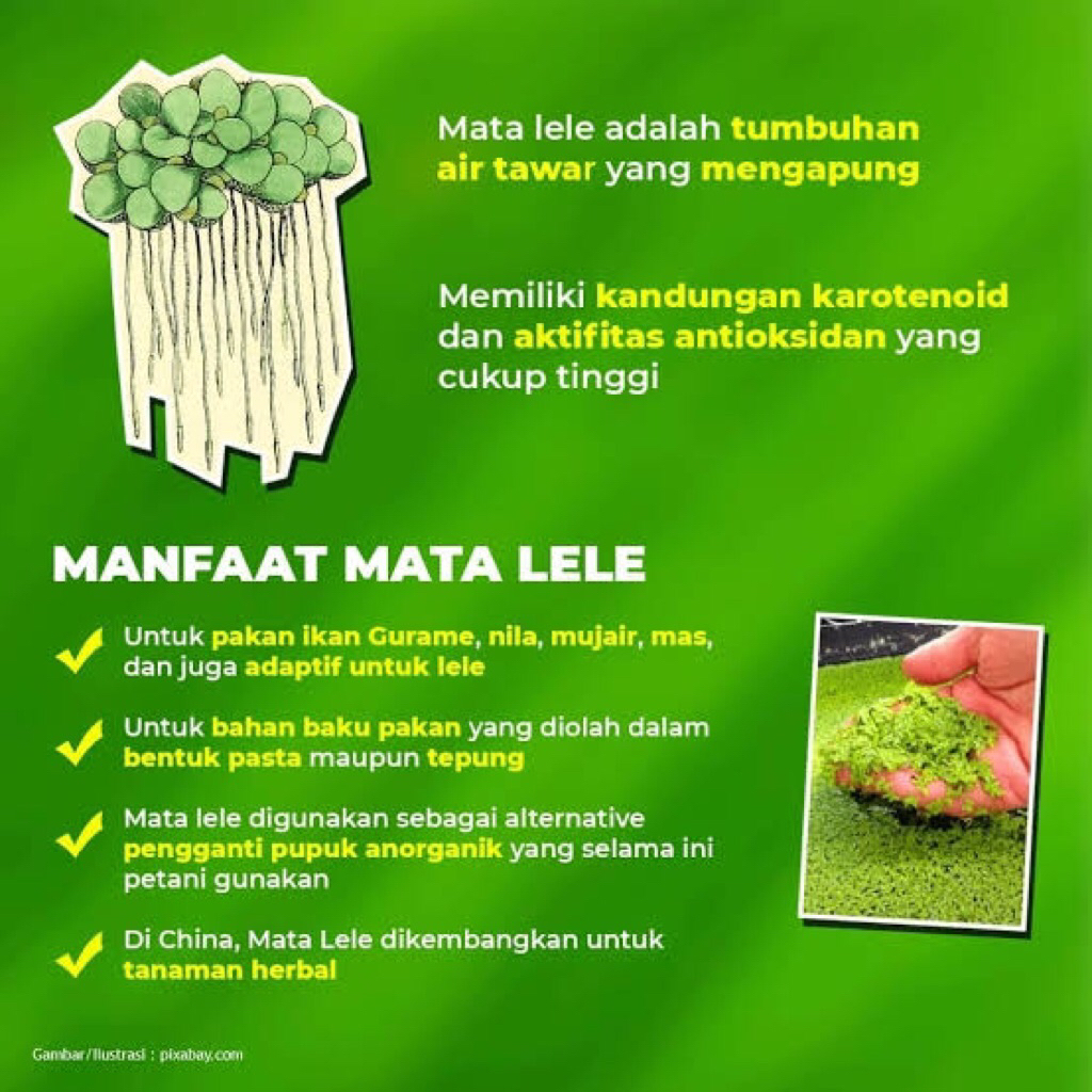 Hiasan Aquarium / Tempat berteduh ikan / tempat bertelur/ pakan ikan gurame dan lele( Mata lele)