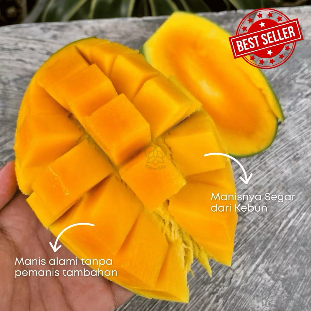 READY MANGGA HARUM MANIS MANGGA INDRAMAYU MANGGA MADU MANALAGI MANGGA KOPYOR 1kg