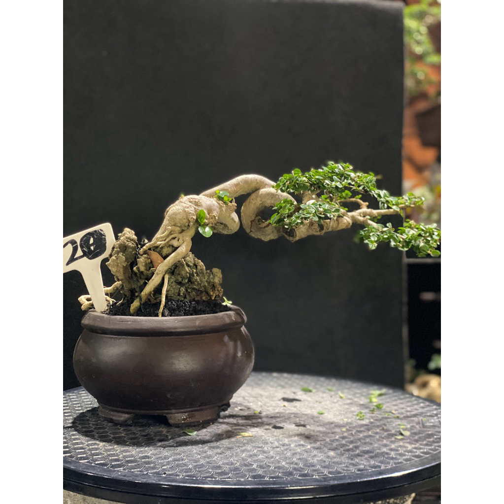 bonsai Sancang Semi cascade