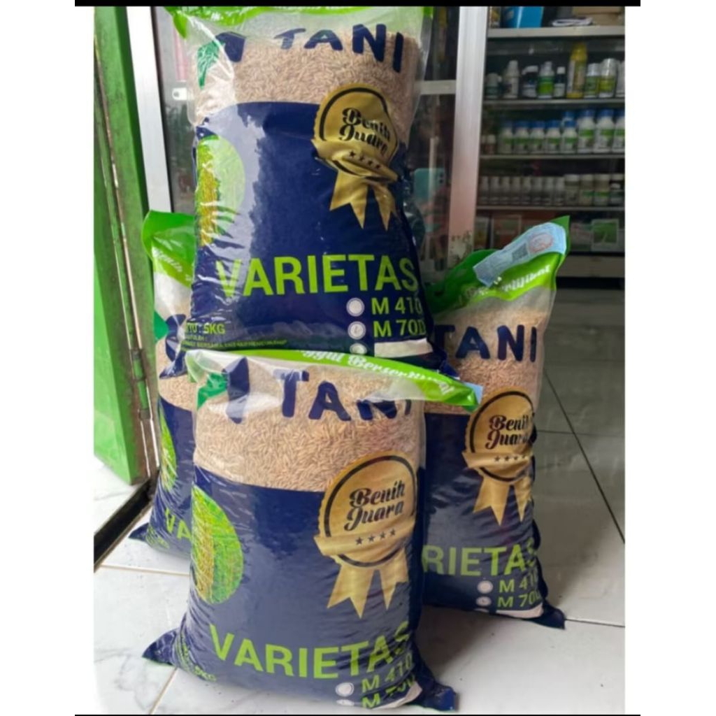 Benih padi M70D 5 kg. benih padi genjah m70