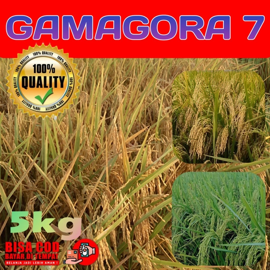 bibit benih padi pilihan GAMAGORA 7 BERKUALITAS 5KG