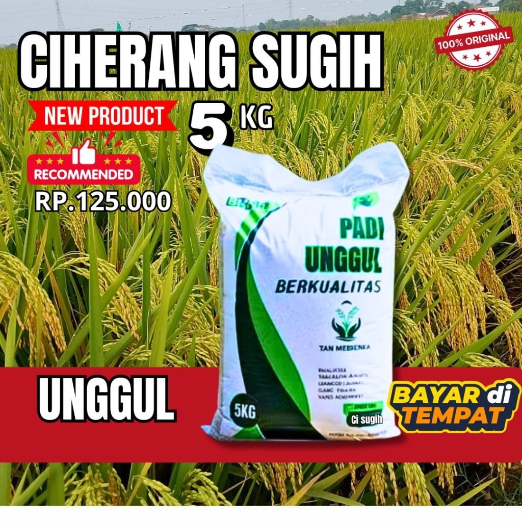Benih padi unggul benih padi CIHERANG SUGIH