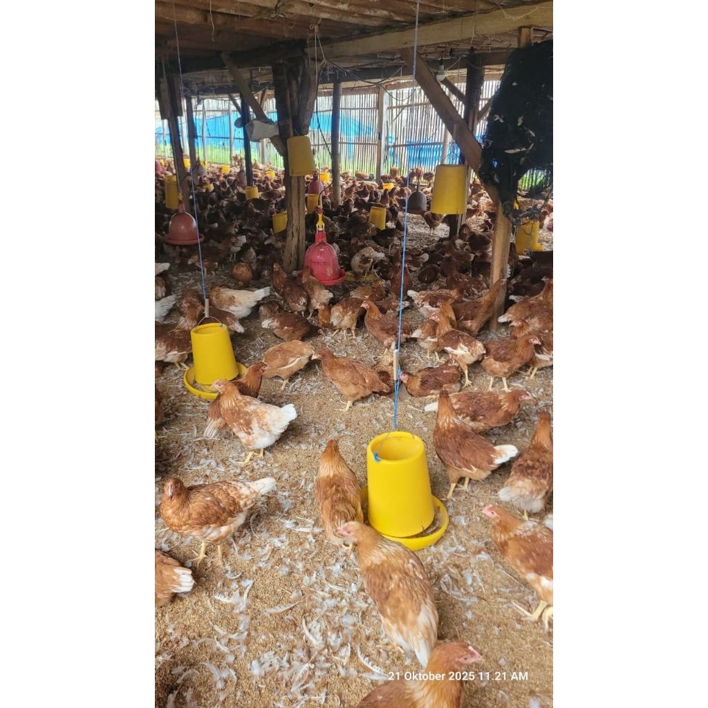 Pullet Ayam Petelur Usia 14-15 Minggu
