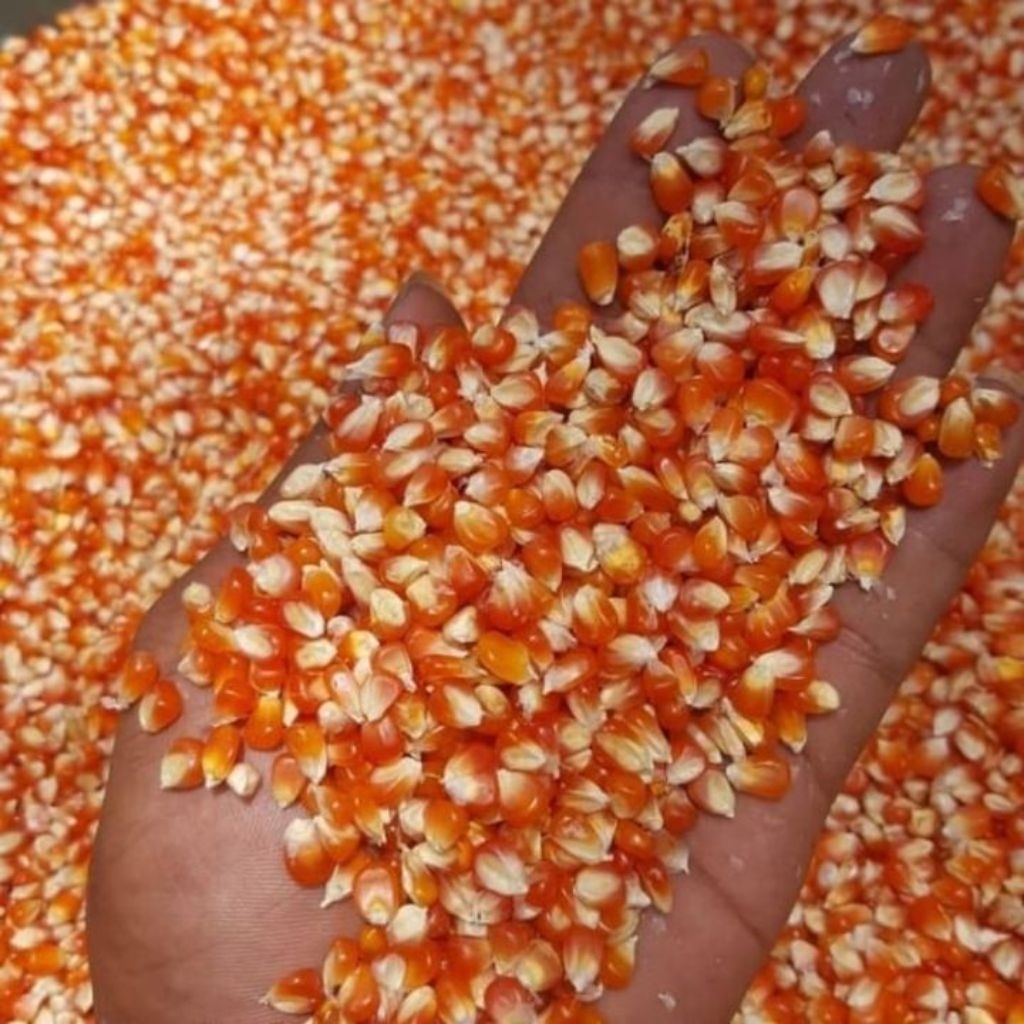 JAGUNG KRISTAL/UNYIL PAKAN AYAM MERPATI