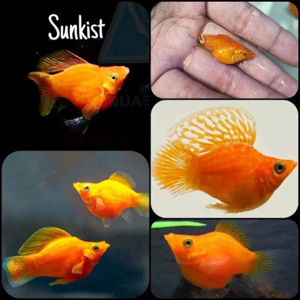 ikan molly sunkist