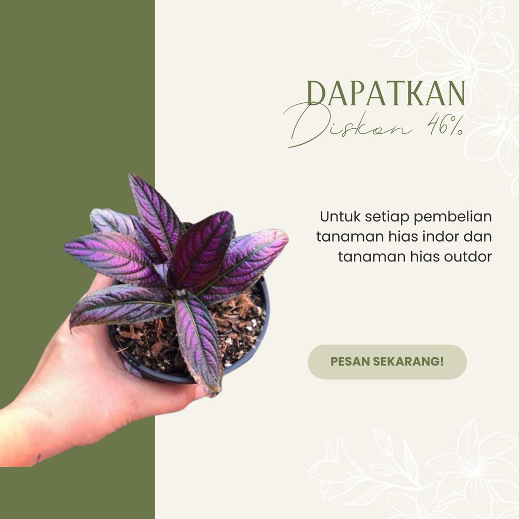 Bunga Hias Hidup Samber Lilin / Tanaman Hias Persian Shield / Hiasan Taman Samber Lilin