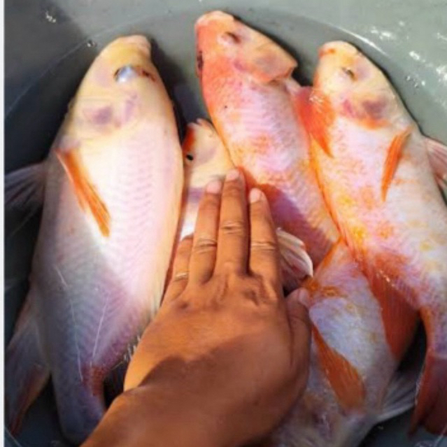 INDUKAN NILA MERAH / indukan sepasang nila merah sehat berkwalitas siap bertelur