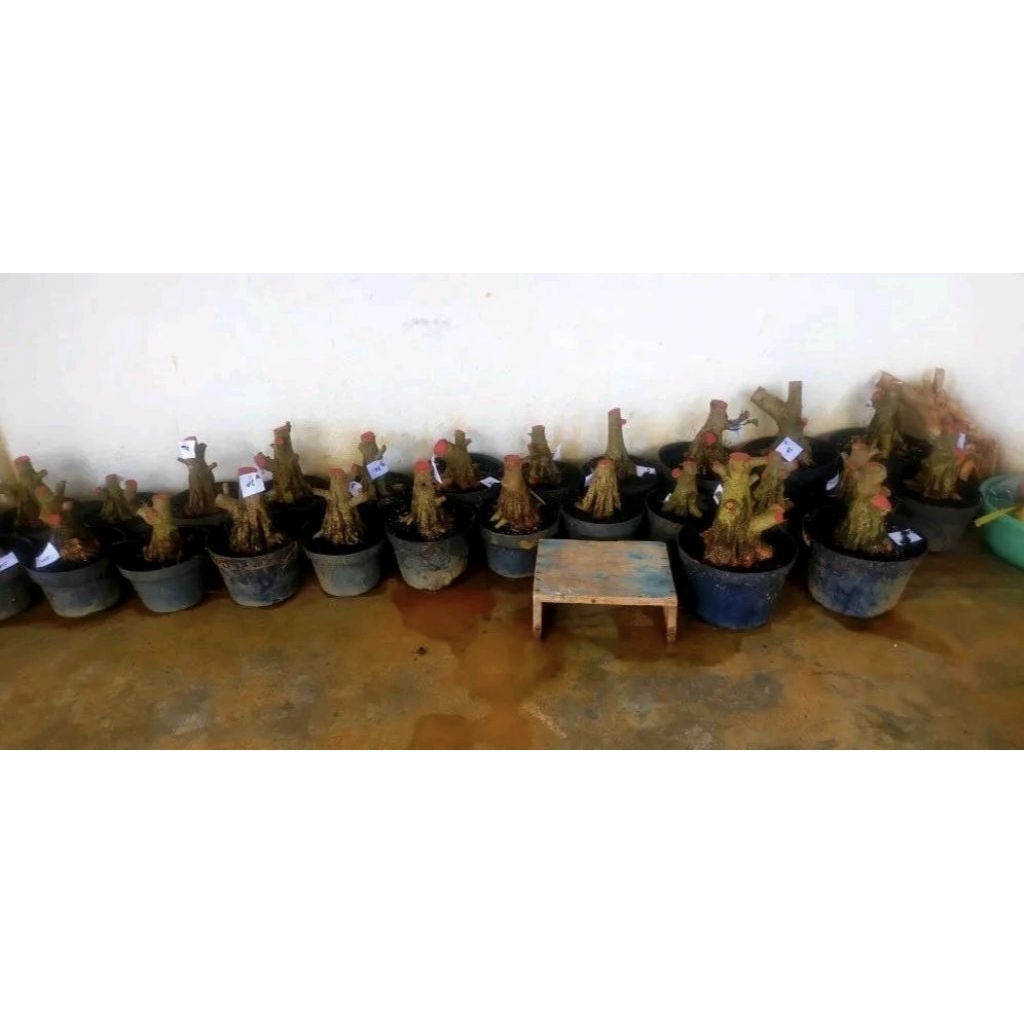 BAHAN WARU TAIWAN PROKAR PECAH BATANG