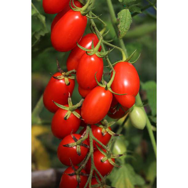 PLB Benih Tomat Cherry Tropical Ruby