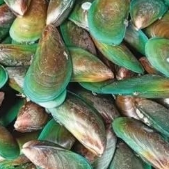 Cangkang Kerang Hijau