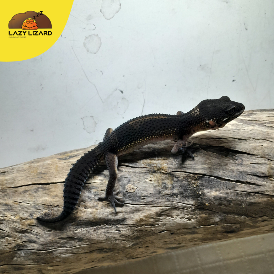 Mainan Anak GECKO Warna BLACK NIGHT