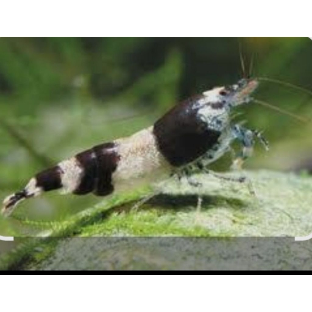 Udang Hias Air Tawar Blek Rili Hiasan Akuarium