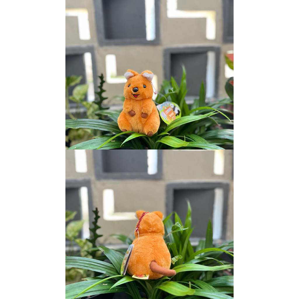 Ganci Tupai Amuse Cakep,Ganci Amuse Amufun