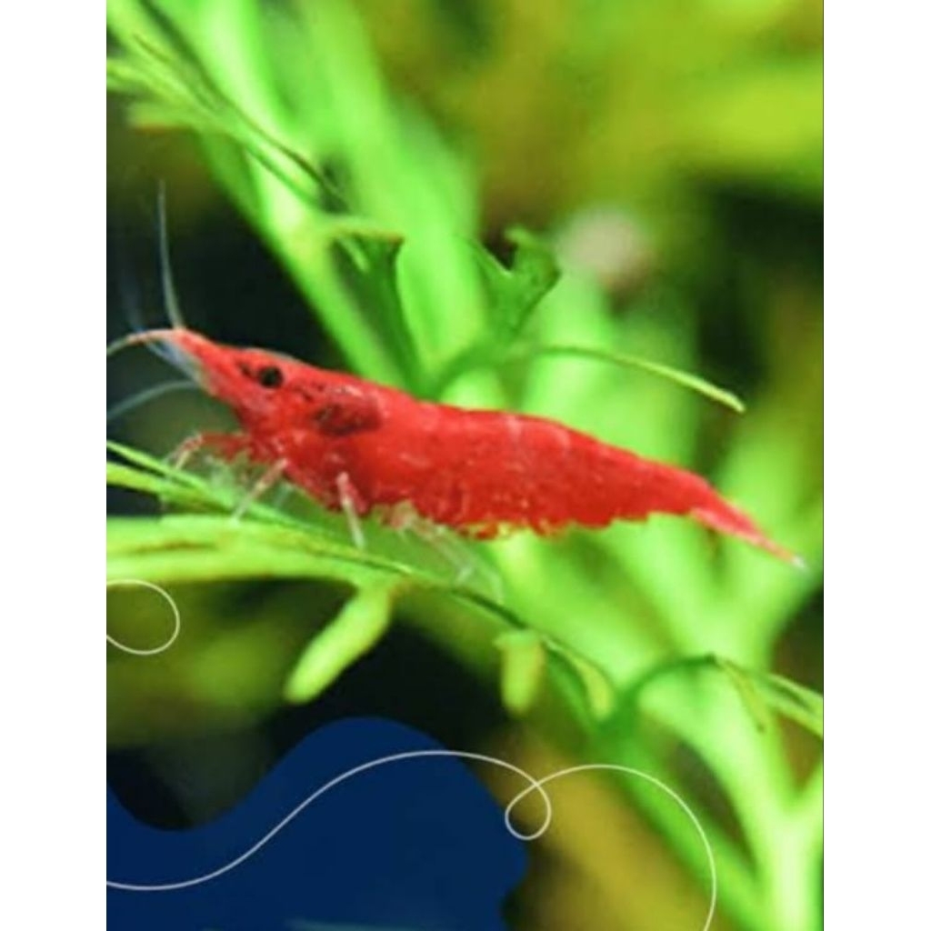 Udang Hias Air Tawar Red Sakura Hiasan Akuarium