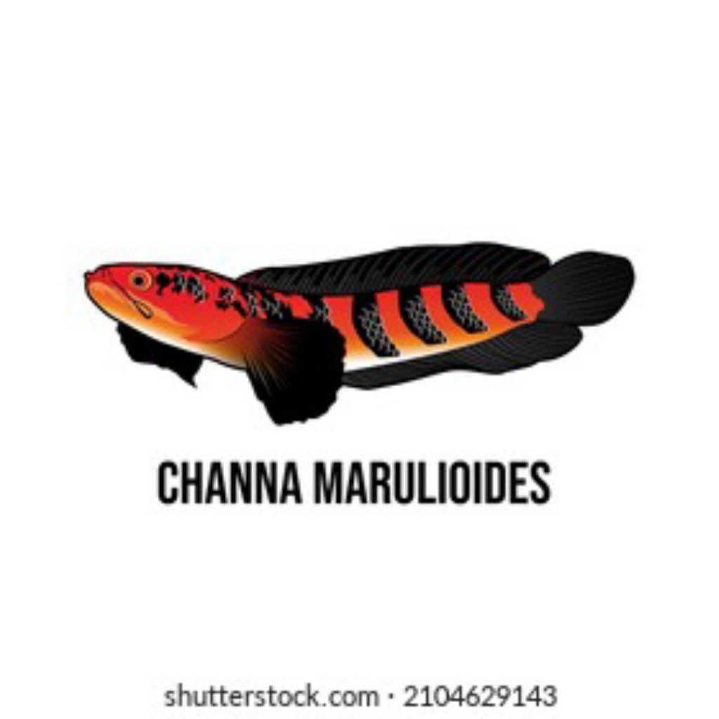 stiker channa red barito