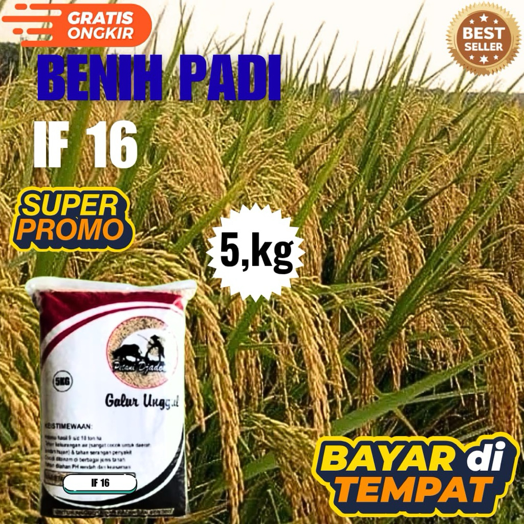 BENIH PADI IF 16 KEMASAN 5,kg BENIH PADI KUALITAS ORIGINAL