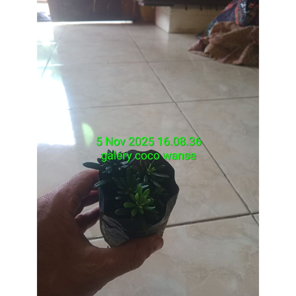 bibit lohansung micro/air brush