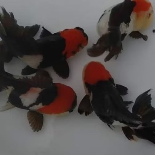 KOKI ORANDA PANDA TANCO TRIKOLOR SZ BABY ( ISI 4 ) 7-9 cm