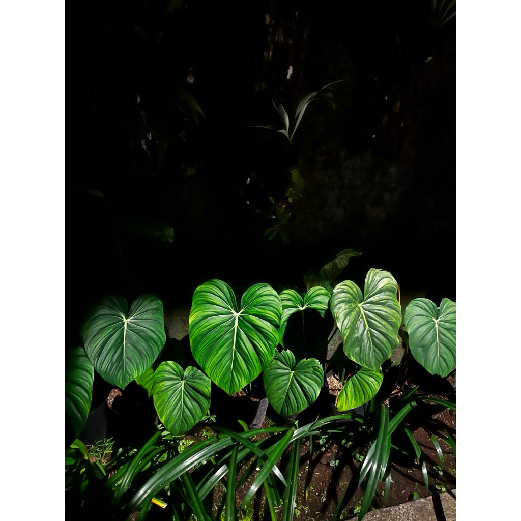 philodendron mcdowell