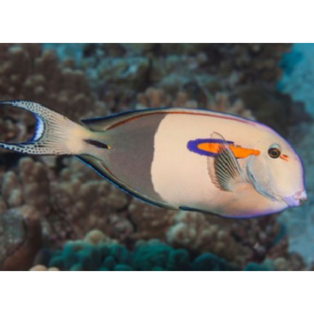 IKAN HIAS LAUT BOTANA KAPSUL