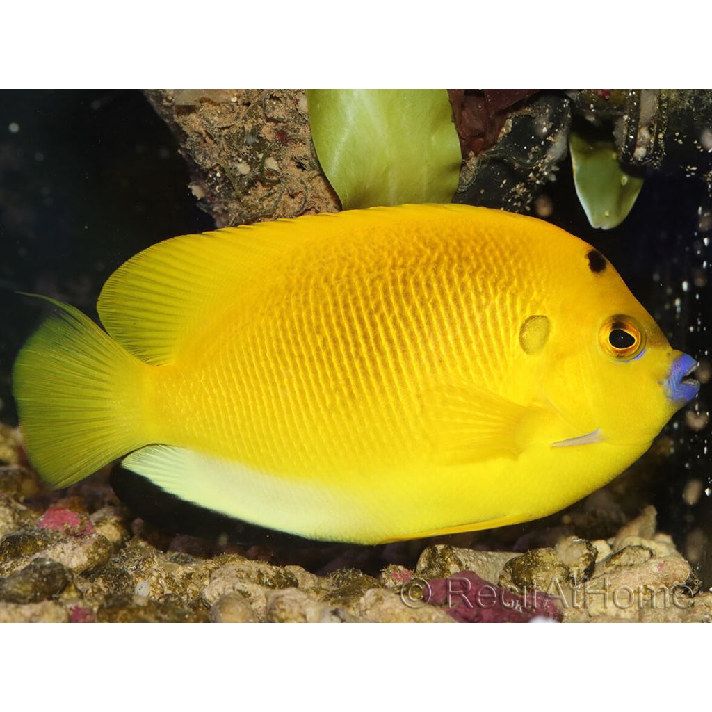 IKAN HIAS LAUT ANGEL ASLI