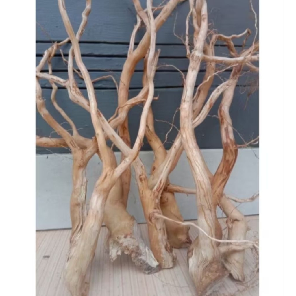 akar kayu senggani aquascape ukuran besar