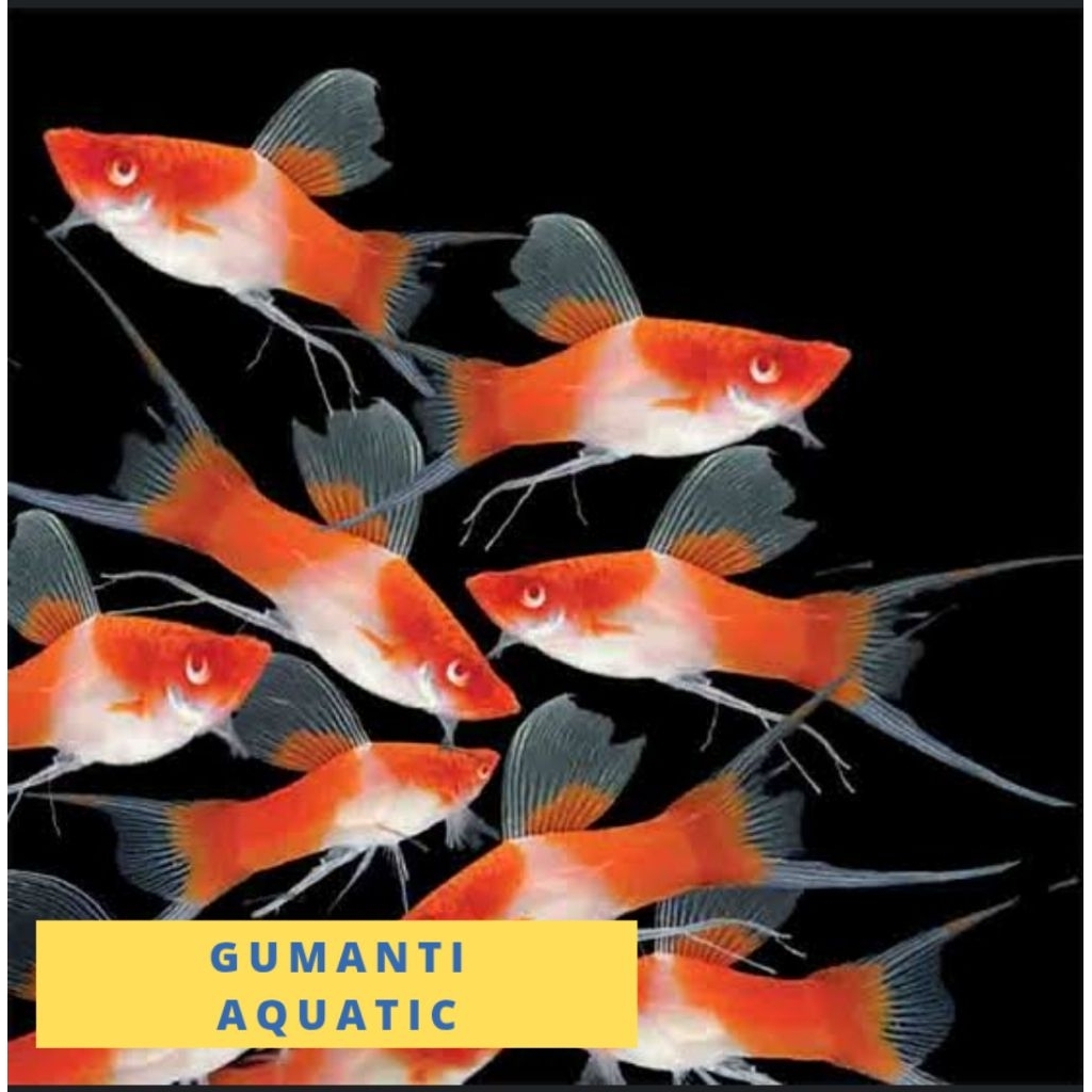 hiasan akuarium platy kohaku pedang / platy kohaku swordtail