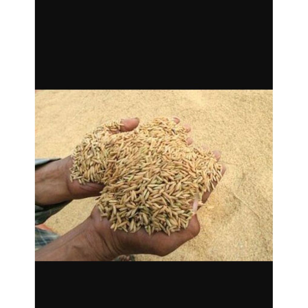 padi gabah pakan burung 1 kg kualitas super