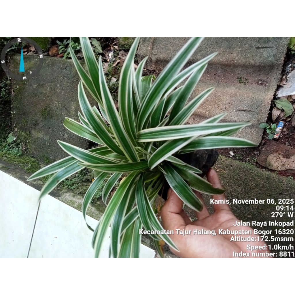 Tanaman Hias Lili Paris Atau Tanaman Hias lele Paris Daun Hijau Putih.