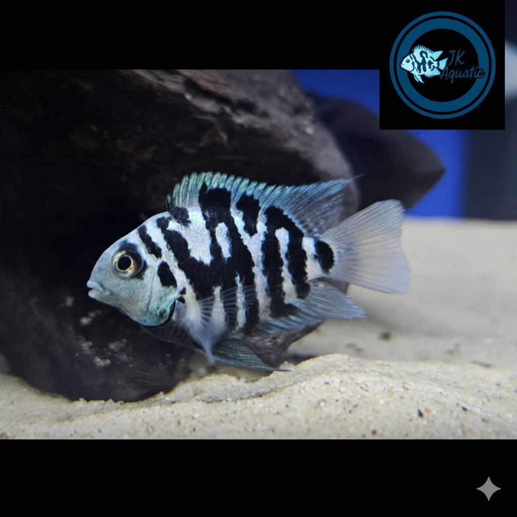Ikan Hias Blue Polar Remaja/Dewasa/Indukan