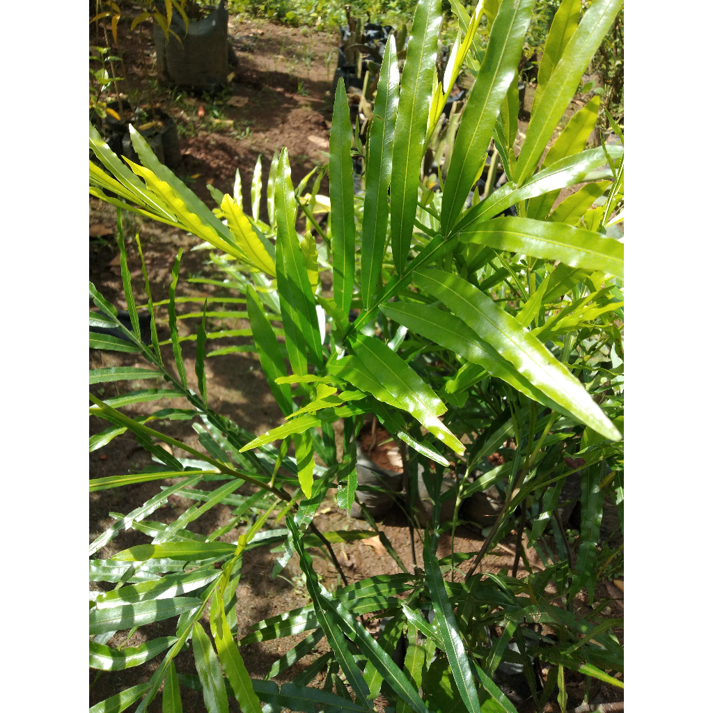 ISI 3 - Bibit Tanaman Kiara Payung - Tanaman Peneduh - Murah