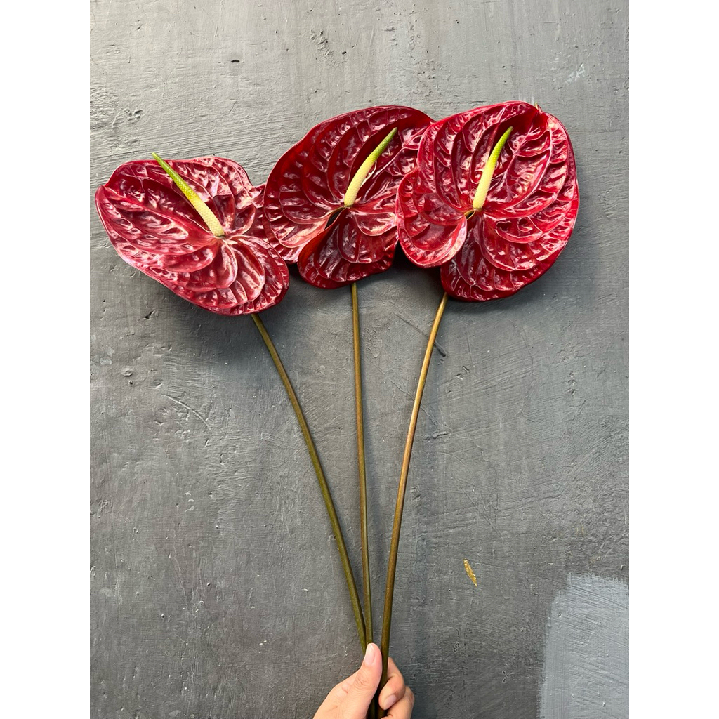 Anthurium marun bunga potong segar