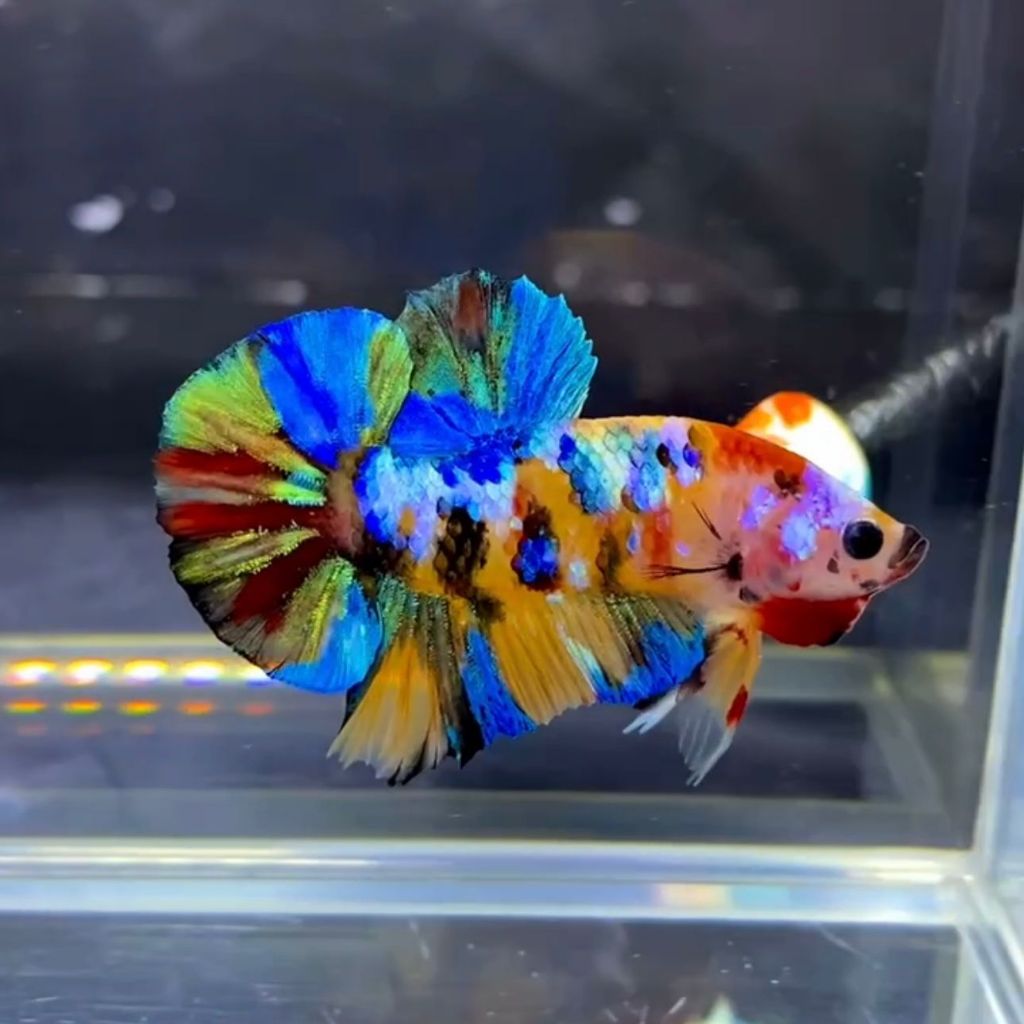 CUPANG MULTICOLOR SIAP PAJANG KUALITAS TOP GRADE