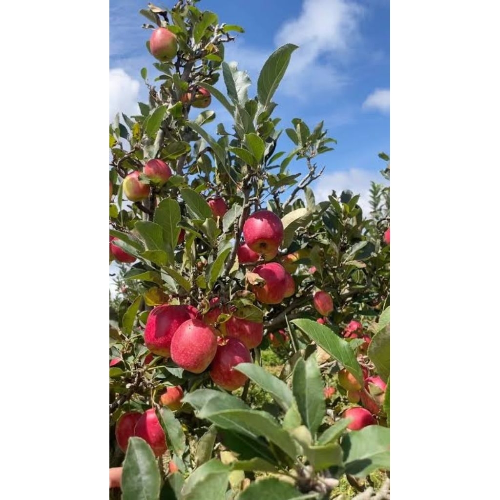 INDUKAN APEL FUJI JEPANG BATANG JUMBO HASIL CANGKOK SUDAH PERNAH BERBUAH