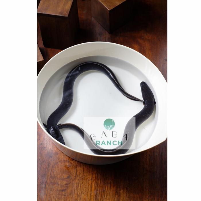 BABANAGI IKAN SIDAT UNAGI HIDUP 150 - 200gr